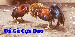 Đá gà cựa dao